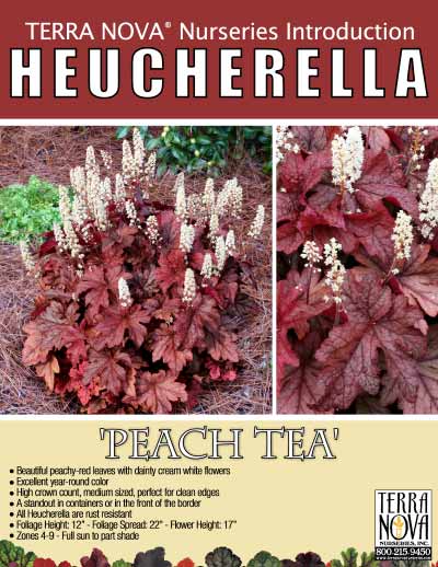 Heucherella 'Peach Tea' - Product Profile