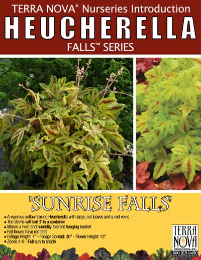 Heucherella 'Sunrise Falls' - Product Profile