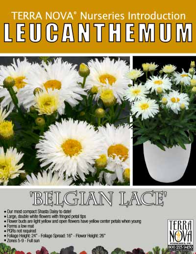 Leucanthemum 'Belgian Lace' - Product Profile