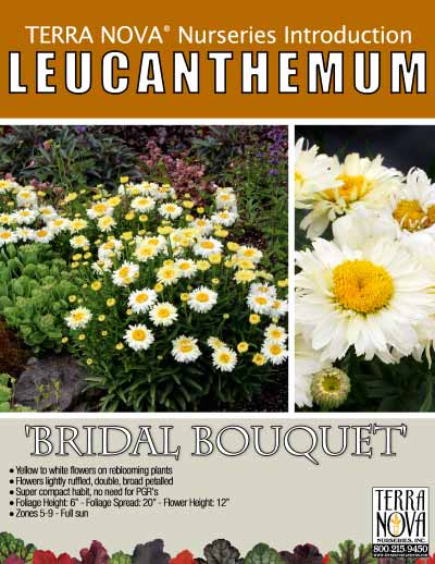 Leucanthemum 'Bridal Bouquet' - Product Profile