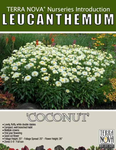 Leucanthemum 'Coconut' - Product Profile