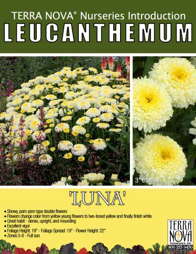 Leucanthemum 'Luna' - Product Profile