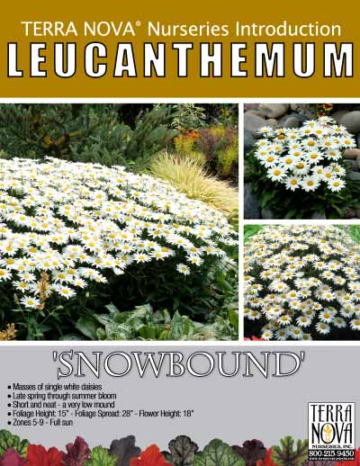 Leucanthemum 'Snowbound' - Product Profile