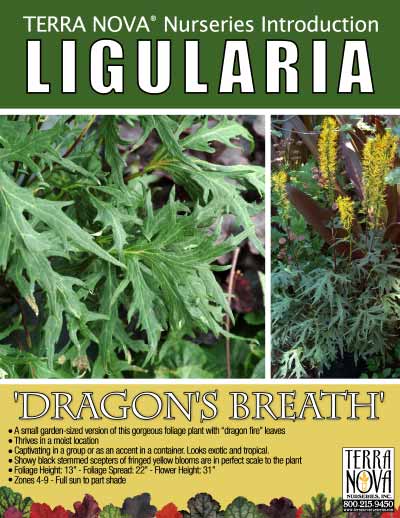 Ligularia 'Dragon's Breath' - Product Profile