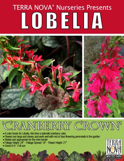 Lobelia 'Cranberry Crown' - Product Profile
