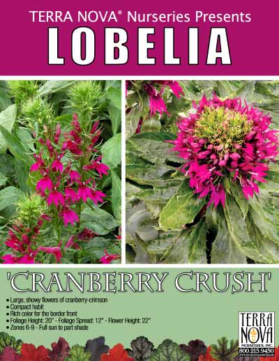 Lobelia 'Cranberry Crush' - Product Profile