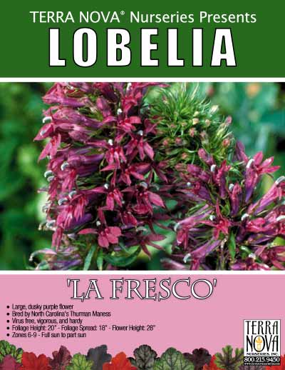 Lobelia 'La Fresco' - Product Profile