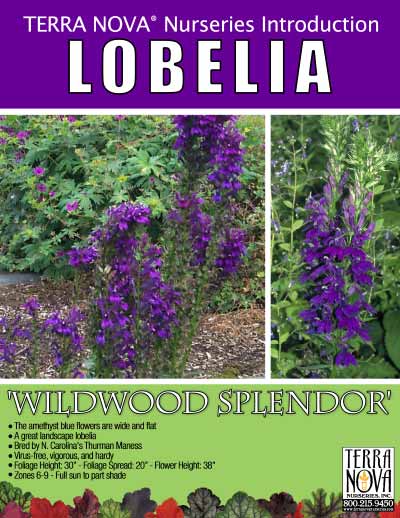 Lobelia 'Wildwood Splendor' - Product Profile