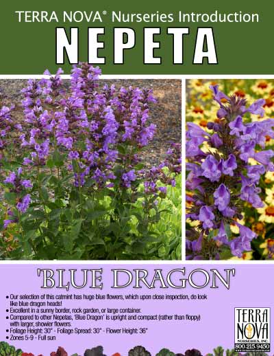 Nepeta 'Blue Dragon' - Product Profile