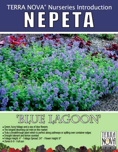 Nepeta 'Blue Lagoon' - Product Profile