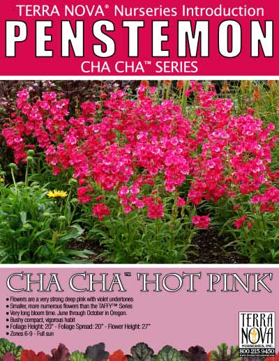 Penstemon CHA CHA™ 'Hot Pink' - Product Profile