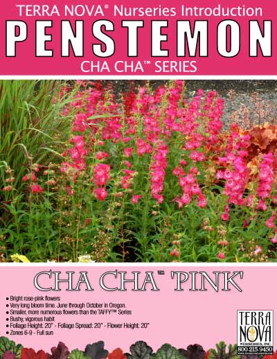 Penstemon CHA CHA™ 'Pink' - Product Profile