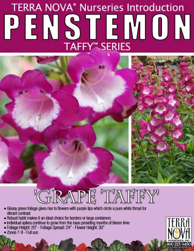 Penstemon 'Grape Taffy' - Product Profile