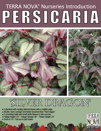 Persicaria 'Silver Dragon' - Product Profile