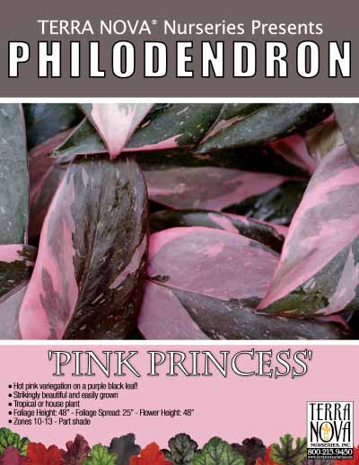 Philodendron 'Pink Princess' - Product Profile