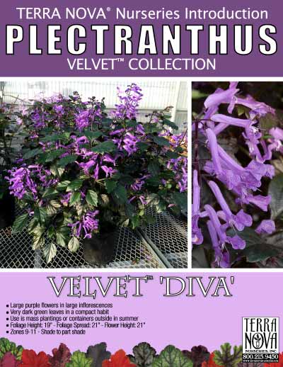 Plectranthus VELVET™ 'Diva' - Product Profile