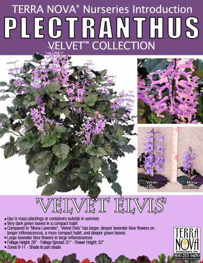 Plectranthus 'Velvet Elvis' - Product Profile