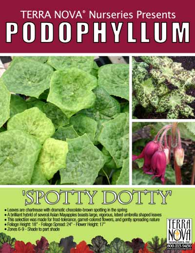 Podophyllum 'Spotty Dotty' - Product Profile