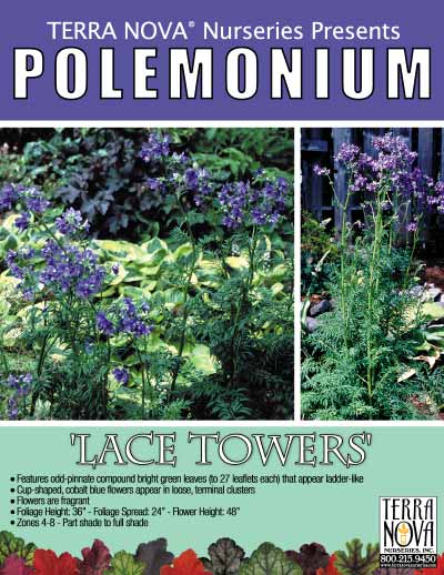 Polemonium 'Lace Towers' - Product Profile