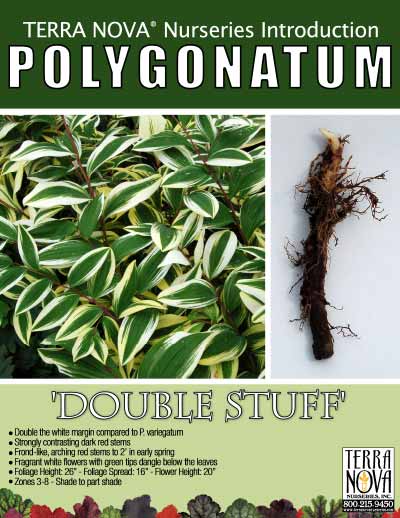 Polygonatum 'Double Stuff' - Product Profile