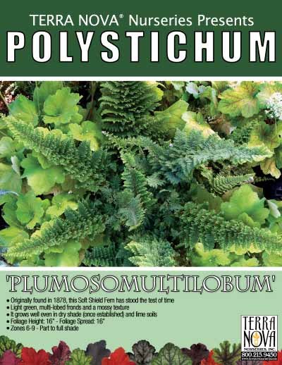 Polystichum 'Plumosomultilobum' - Product Profile
