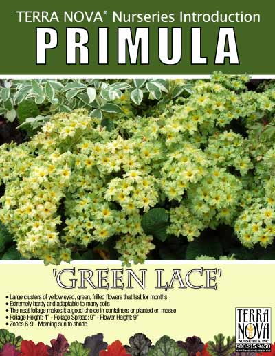 Primula 'Green Lace' - Product Profile
