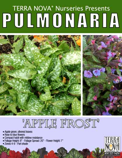 Pulmonaria 'Apple Frost' - Product Profile