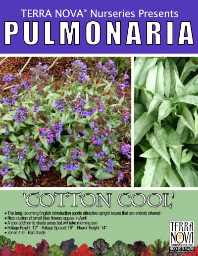 Pulmonaria 'Cotton Cool' - Product Profile