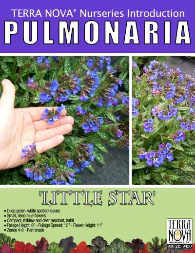 Pulmonaria 'Little Star' - Product Profile