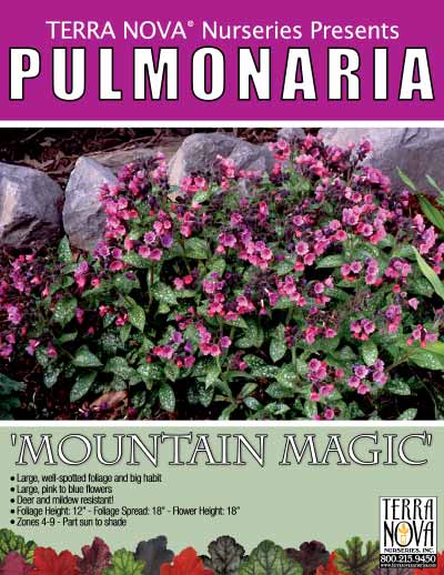 Pulmonaria 'Mountain Magic' - Product Profile