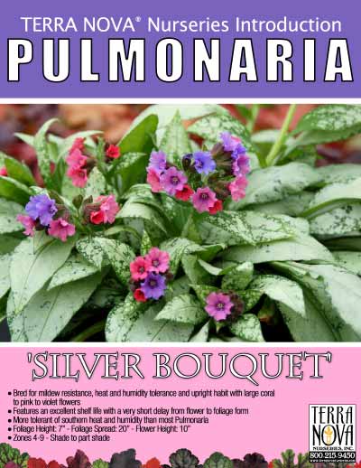 Pulmonaria 'Silver Bouquet' - Product Profile
