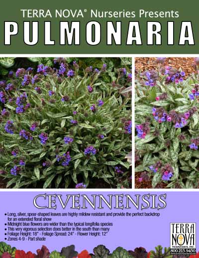 Pulmonaria cevennensis - Product Profile