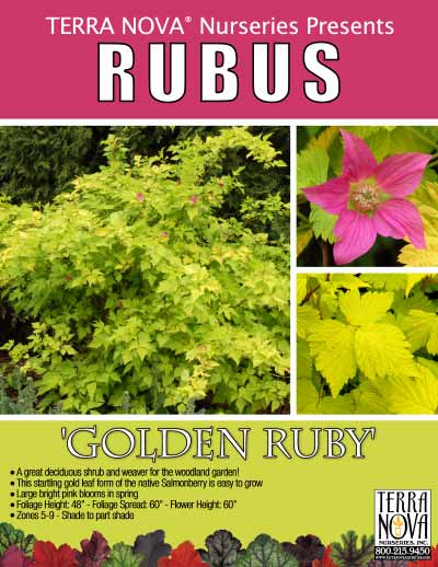 Rubus 'Golden Ruby' - Product Profile
