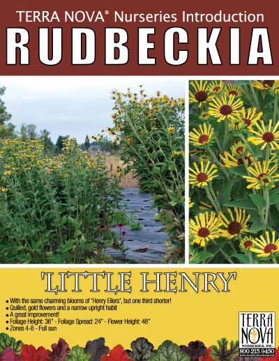 Rudbeckia 'Little Henry' - Product Profile