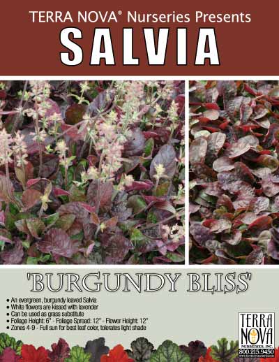 Salvia 'Burgundy Bliss' - Product Profile