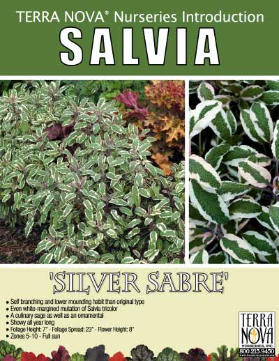 Salvia 'Silver Sabre' - Product Profile
