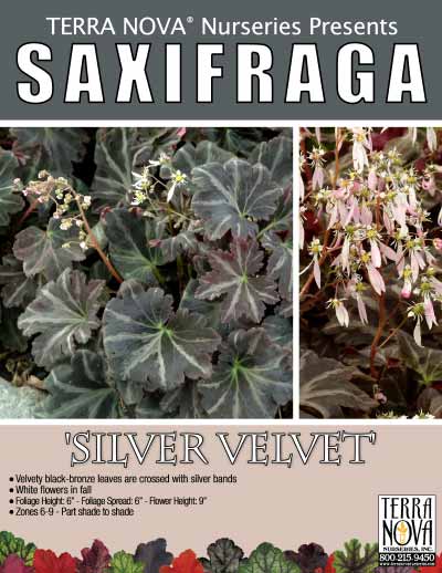 Saxifraga 'Silver Velvet' - Product Profile