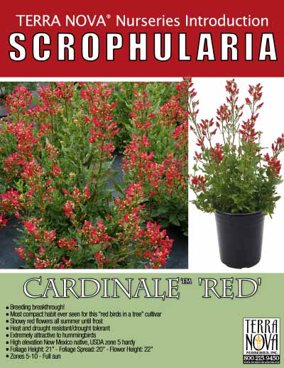 Scrophularia CARDINALE™ 'Red' - Product Profile