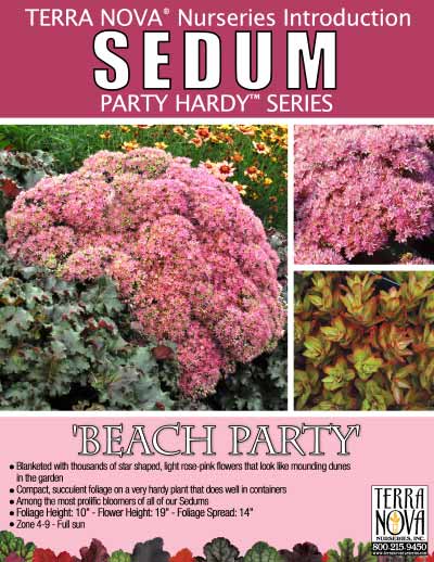 Sedum 'Beach Party' - Product Profile