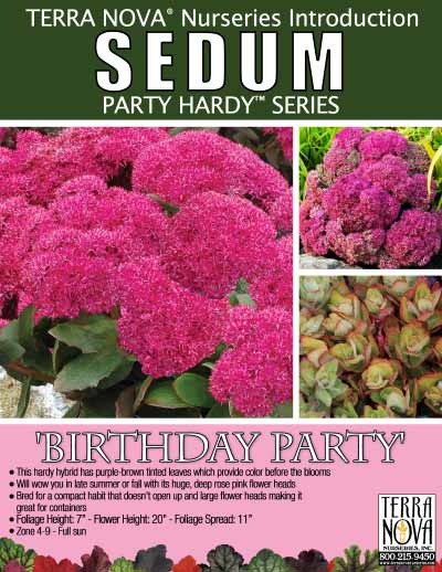 Sedum 'Birthday Party' - Product Profile