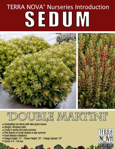Sedum 'Double Martini' - Product Profile