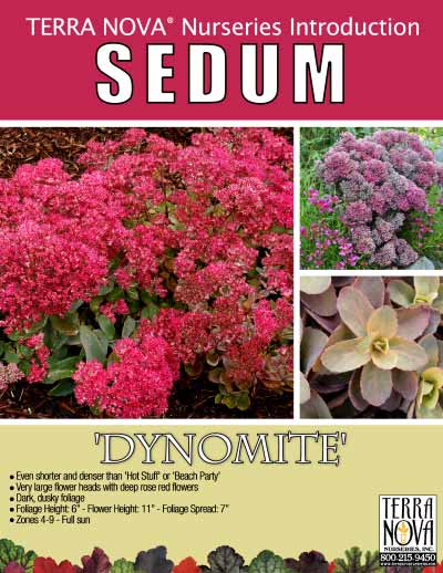 Sedum 'Dynomite' - Product Profile