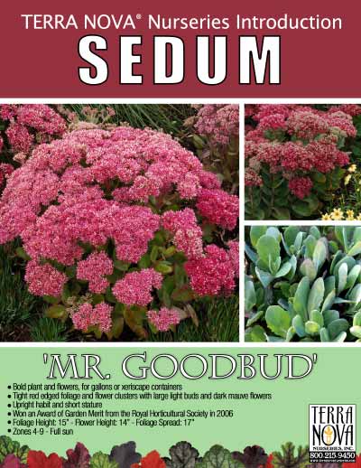 Sedum 'Mr. Goodbud' - Product Profile