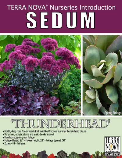 Sedum 'Thunderhead' - Product Profile