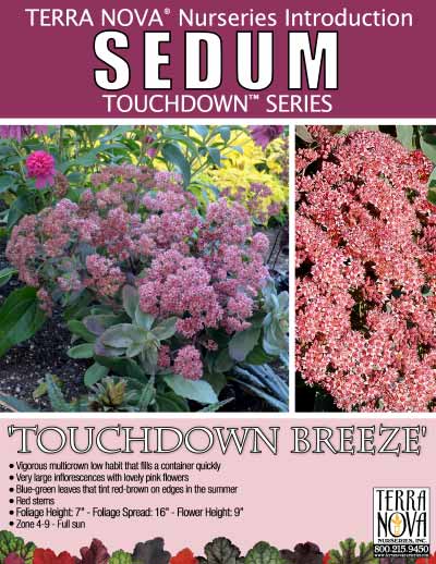 Sedum 'Touchdown Breeze' - Product Profile