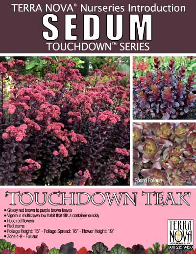 Sedum 'Touchdown Teak' - Product Profile