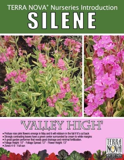 Silene 'Valley High' - Product Profile