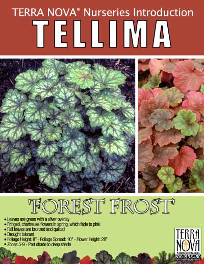 Tellima 'Forest Frost' - Product Profile