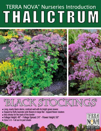 Thalictrum 'Black Stockings' - Product Profile