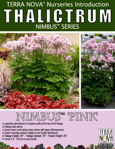 Thalictrum NIMBUS™ 'Pink' - Product Profile